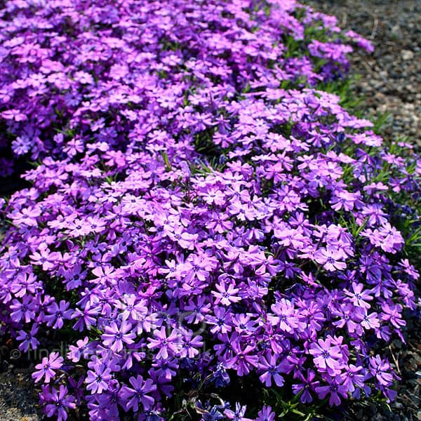 phlox purplebeauty