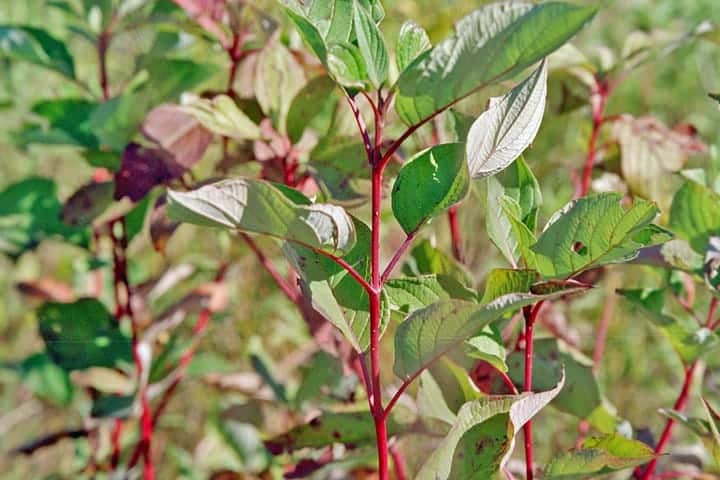 ‘Baileyi’ Cornus sericea – Red Twig Dogwood 