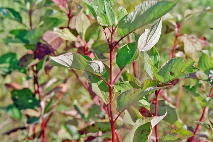 red osier dogwood 02 1