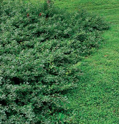 Rhus aromatica (Fragrant Sumac)