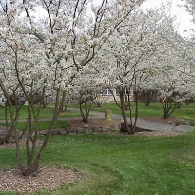 serviceberry