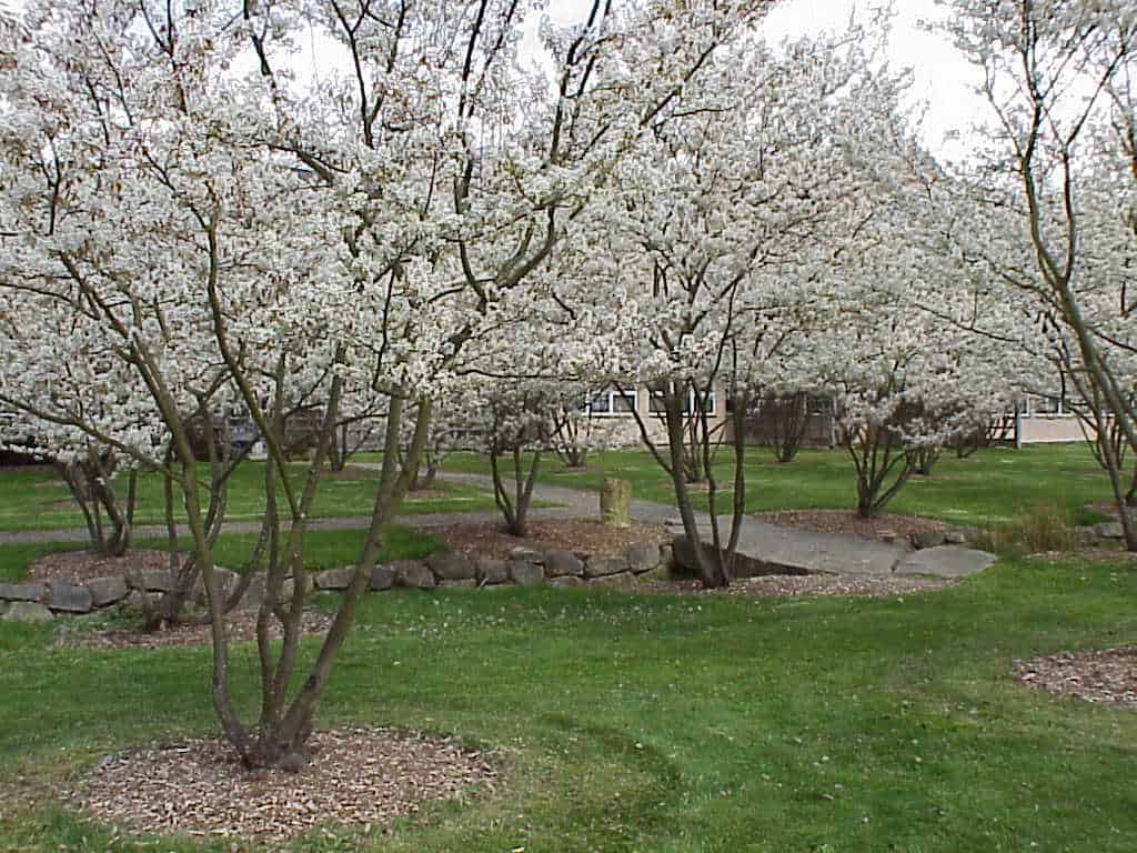 Amelanchier canandensis