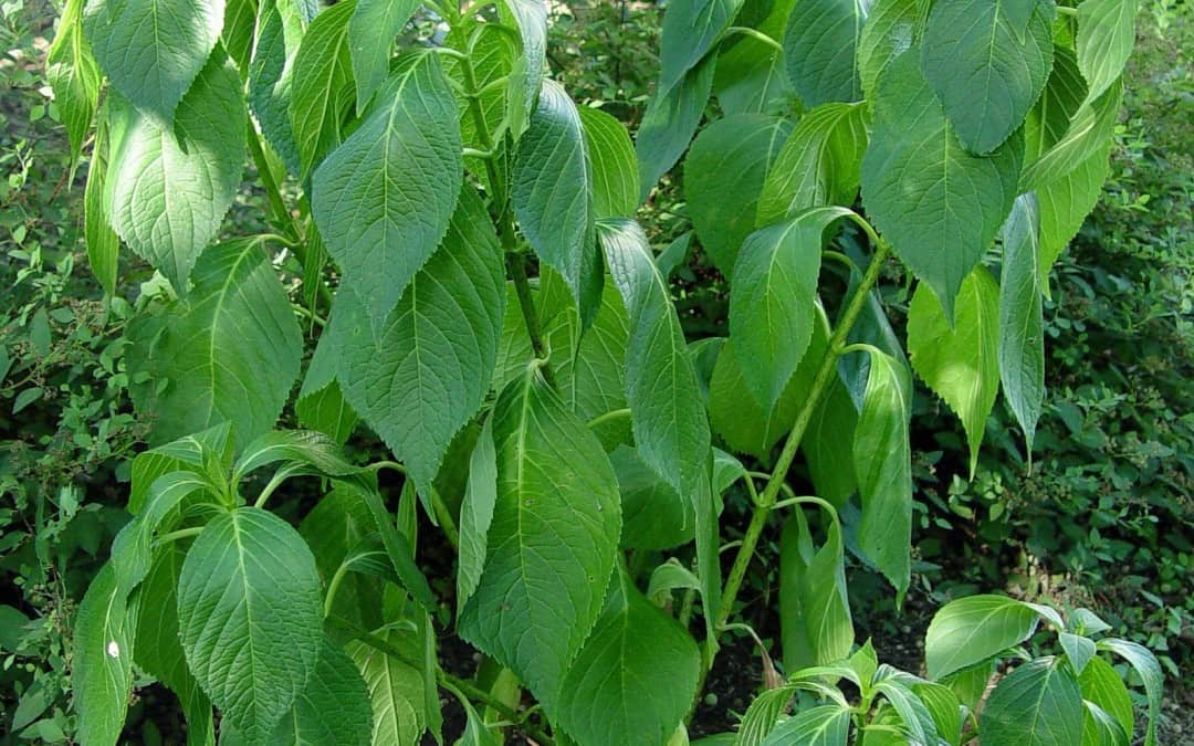 Gardening in the Heat