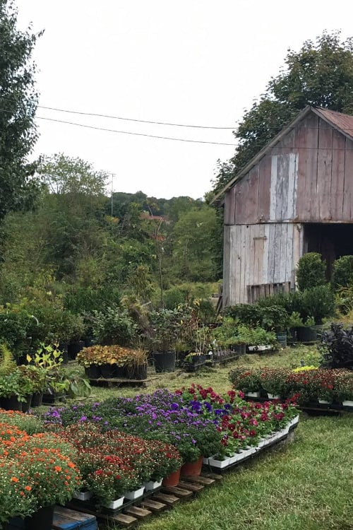 Native Plants Get Valuable Information And Lauren S Garden The Nursery At Lauren S Garden Service
