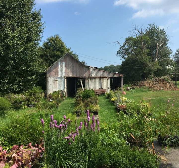 Native Plant Nursery Opening!