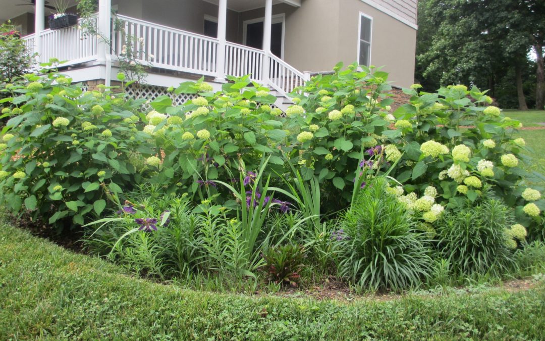 Interested in a Rain Garden?