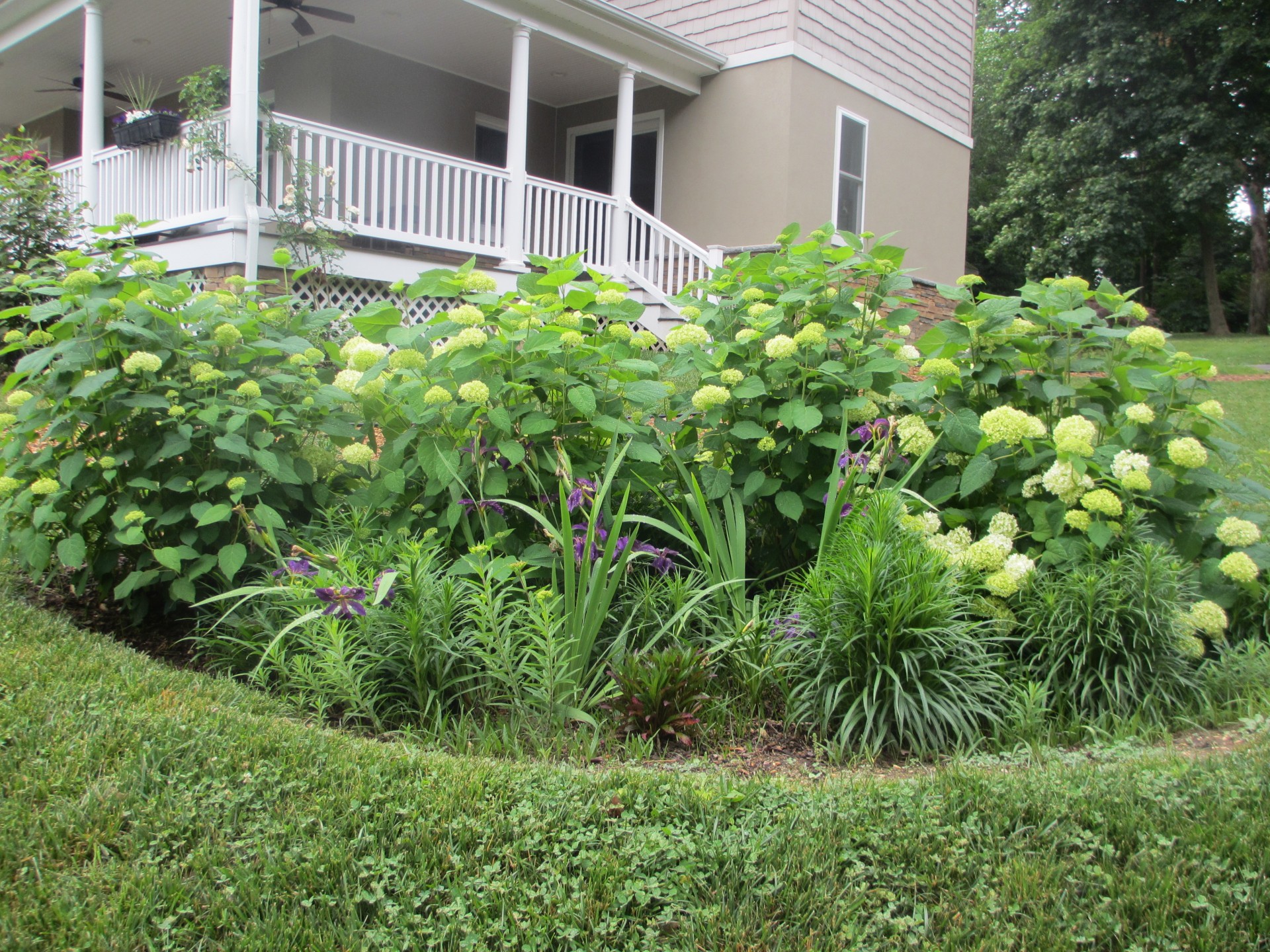 Rain Garden 1 Year Old