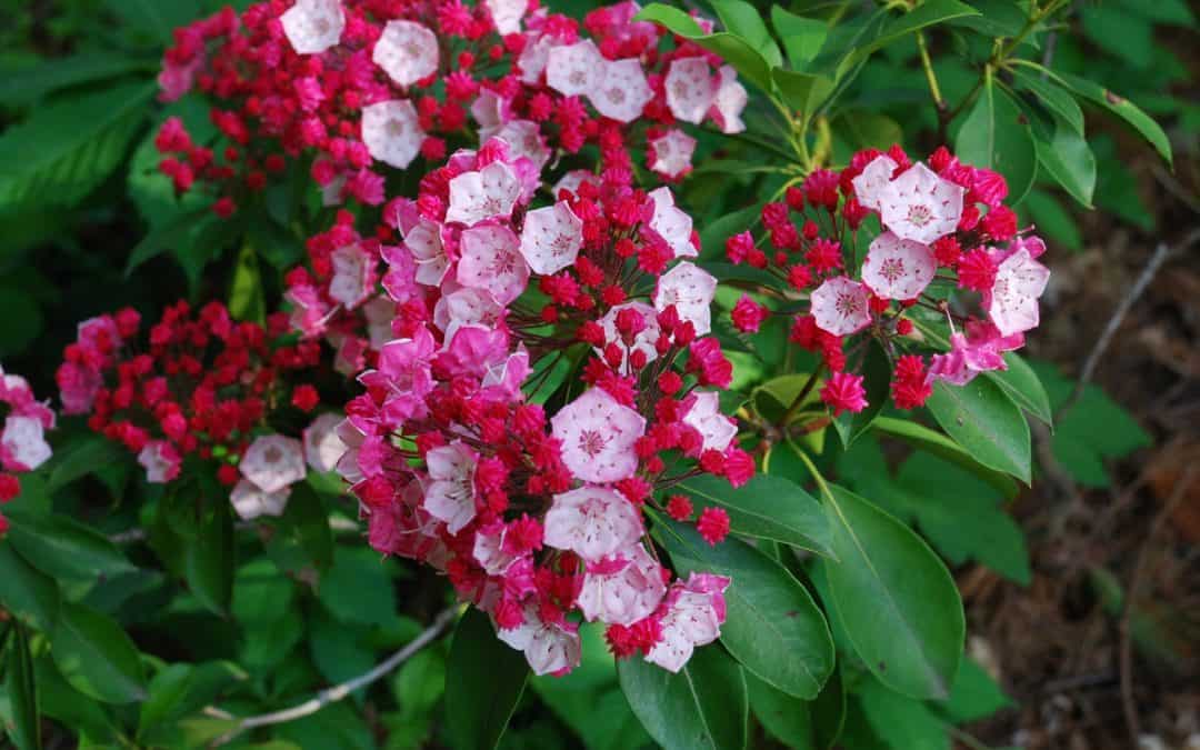 Mountain Laurel Native Plant Spotlight