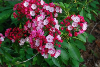 Kalmia latifolia 2 e1488563243442