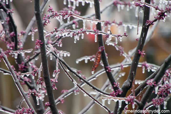 weather ice tree