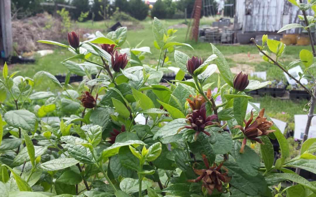 Native Plant Spotlight