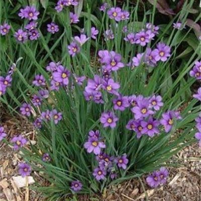 Blue eyed Grass – Maryland Native Plants - Lauren's Garden Service