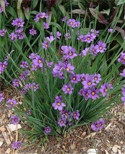 Blue eyed Grass – Maryland Native Plants - Lauren's Garden Service