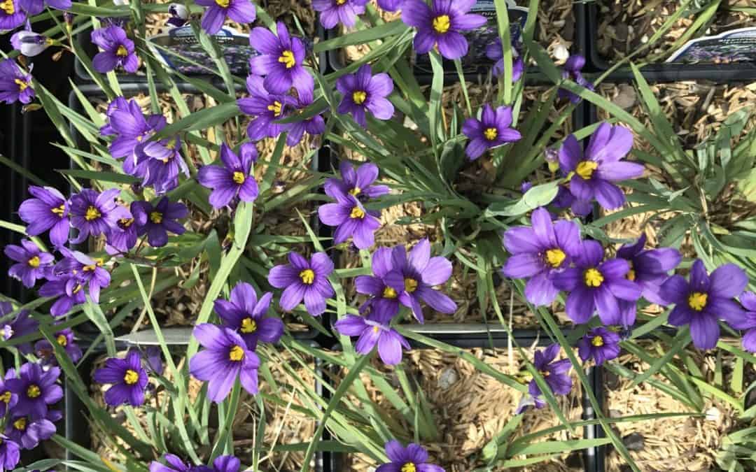 Native Plant Spotlight- Black Cherry, Blue-eyed Grass, Sweetspire
