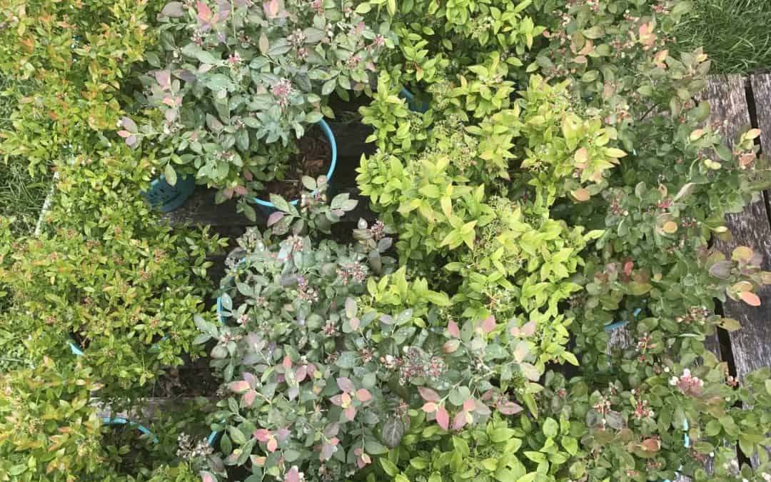 Plant Guide: Blueberry Bushes