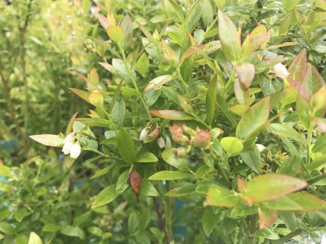 Plant Guide: Blueberry Bushes - Landscape Design, Installation