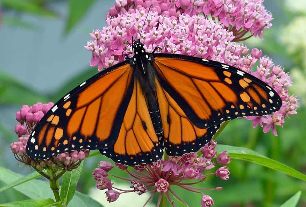 Top 4 Ways to Support Pollinators in Your Landscape