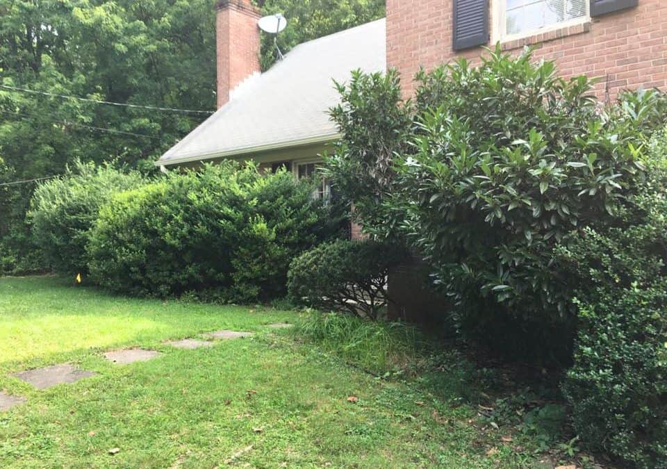 Our Top 6 Replacements for Your Overgrown Shrubs