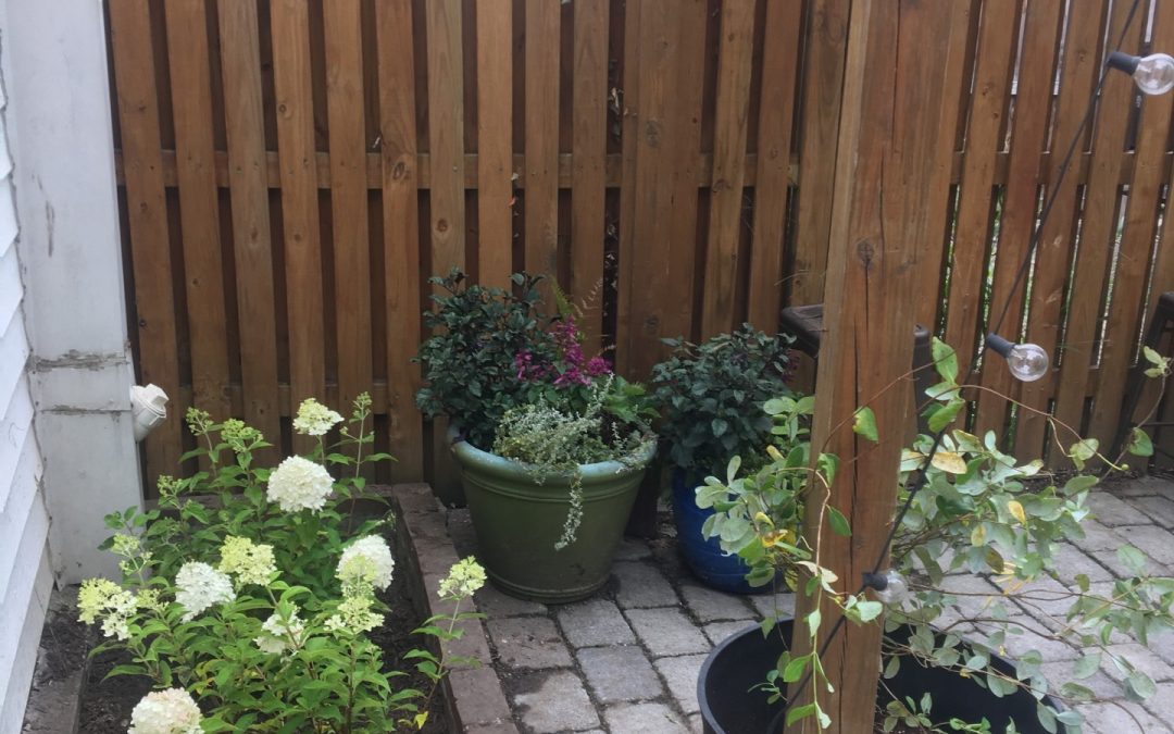 New Low Maintenance Garden Before & After- Federal Hill Baltimore Row house Garden