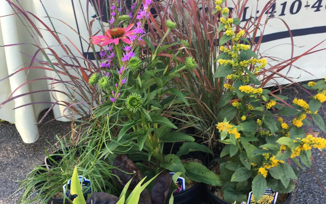 Lauren’s Garden Service Native Plant Nursery Current Inventory