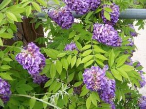wisteria fall flowers - Ellicott City Fall Landscaping - Lauren's Garden Service and Native Plant Nursery