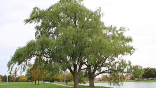 Salix nigra tree