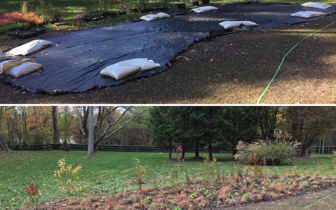 Why Install a Native Meadow?