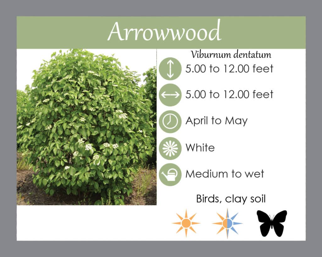 Souther arrowwood viburnum
