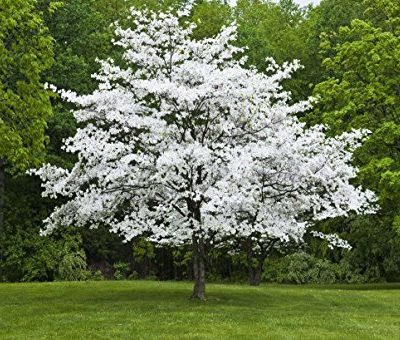 flowering dogwood