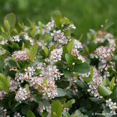 low scape mound aronia bloom chokeberry