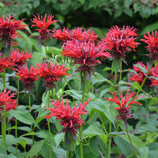 Jacob Cline Bee Balm