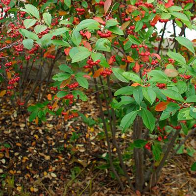 Buy Chokeberry Lauren's Garden Service & Native Nursery