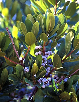 Northern Bayberry Native Plant Spotlight
