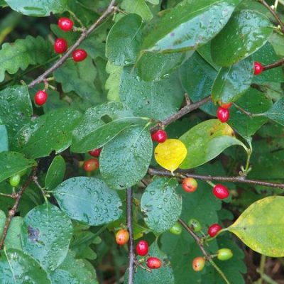 spicebush