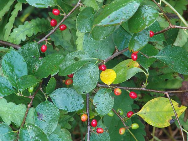 spicebush