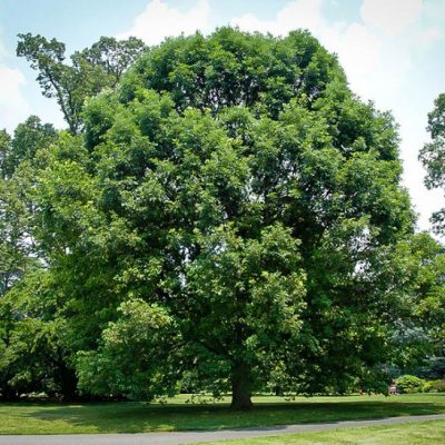 white oak 1 547x547