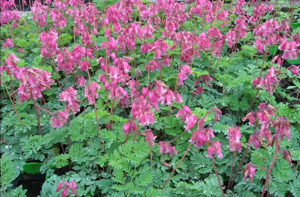 Bleeding Heart: Thriving Native Plant for Maryland Piedmont