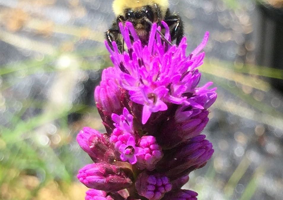 Blazing star, Liatris spicata, is in bloom and it’s lovely!