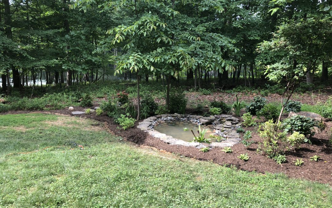 Native Woodland Border and Pond in Ellicott City