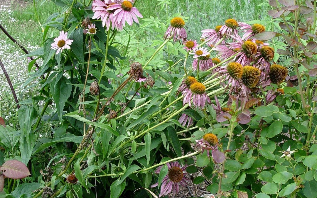 Floppy Perennials Getting You Down?