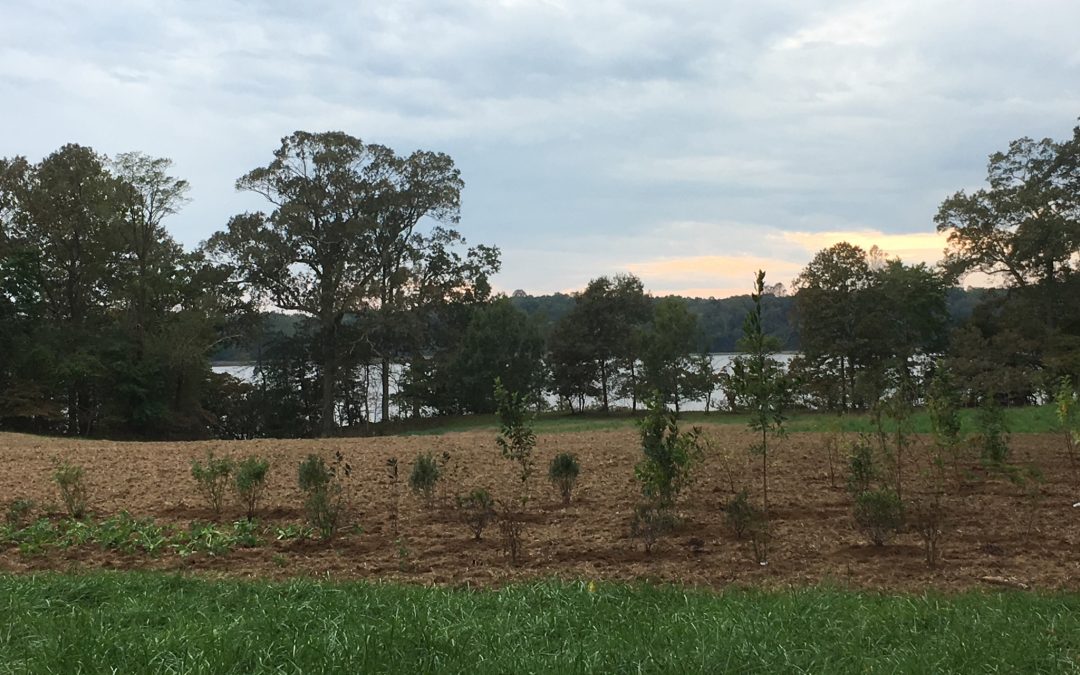 Jug Bay Wildlife Sanctuary Native Landscape