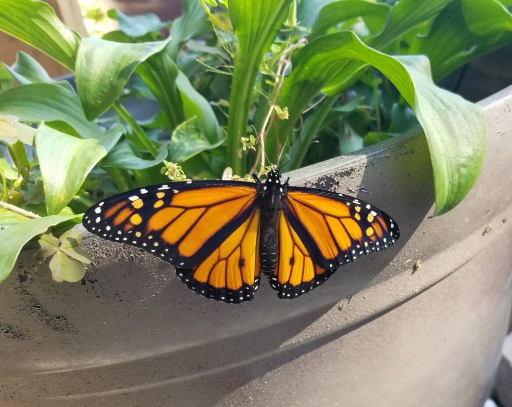 monarch butterfly