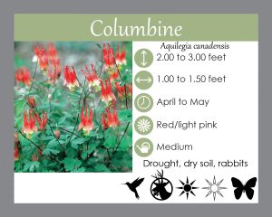 Columbine- native perennial for shade and deer