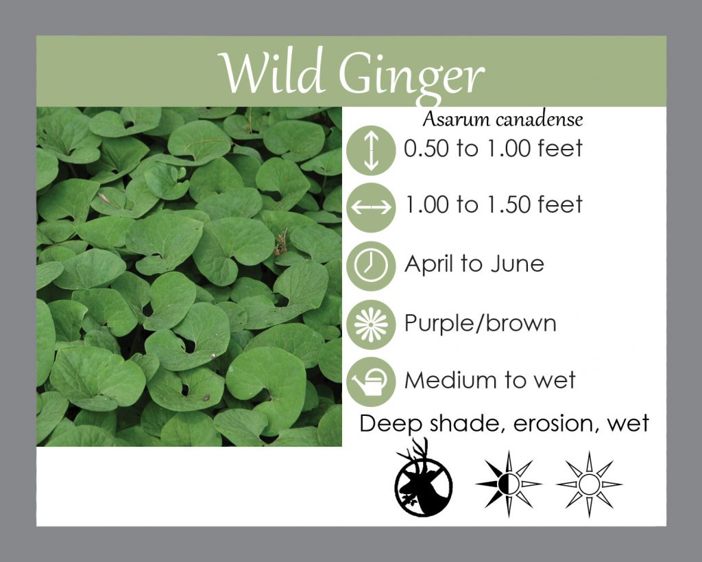 wild ginger