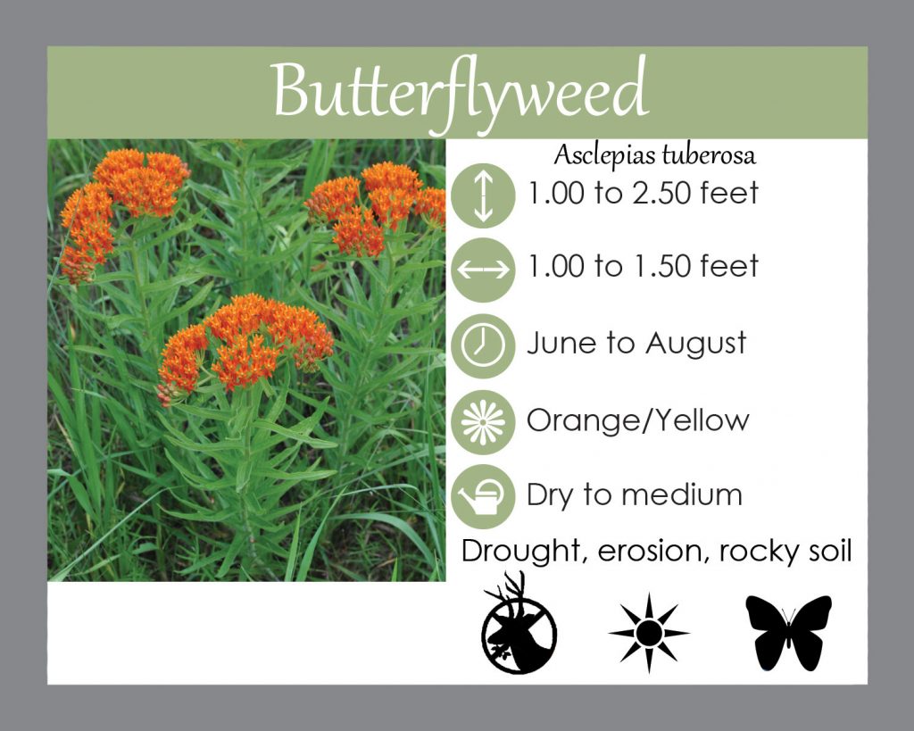 Butterflyweed asclepias tuberosa