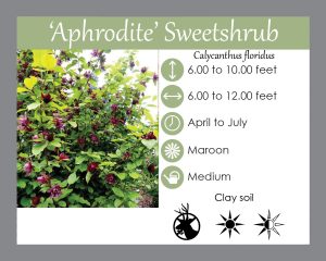 Calycanthus floridus Aphrodite-Sweet shrub maryland native shrub