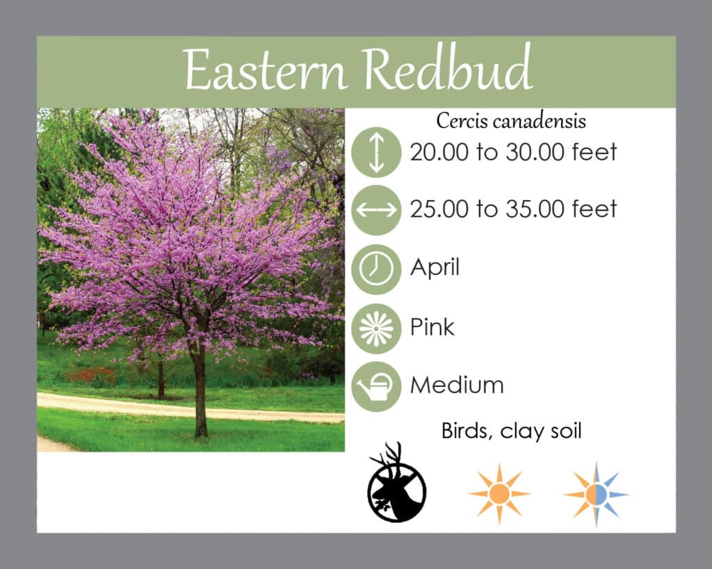 redbud