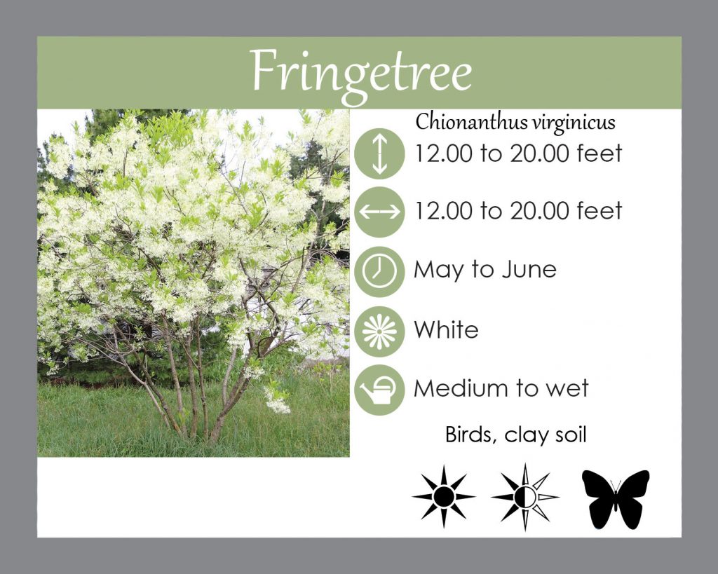 fringetree