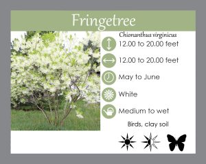 Chionanthus virginicus native full sun tree for pollinators