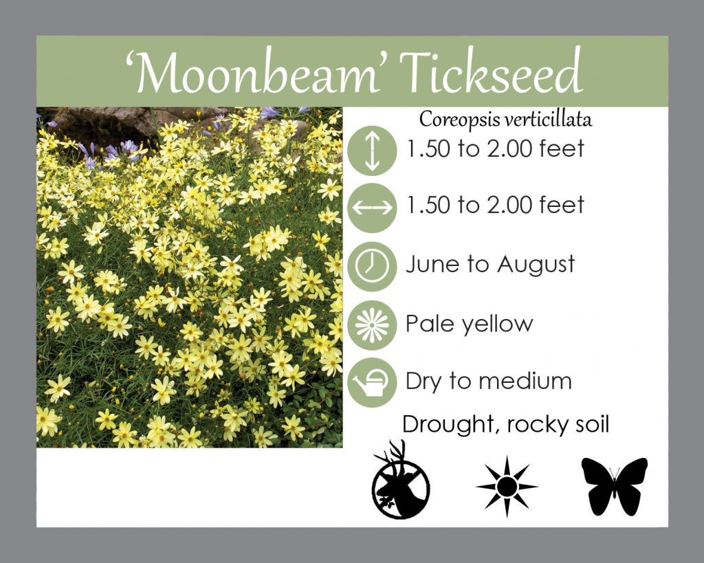 moonbeam tickseed